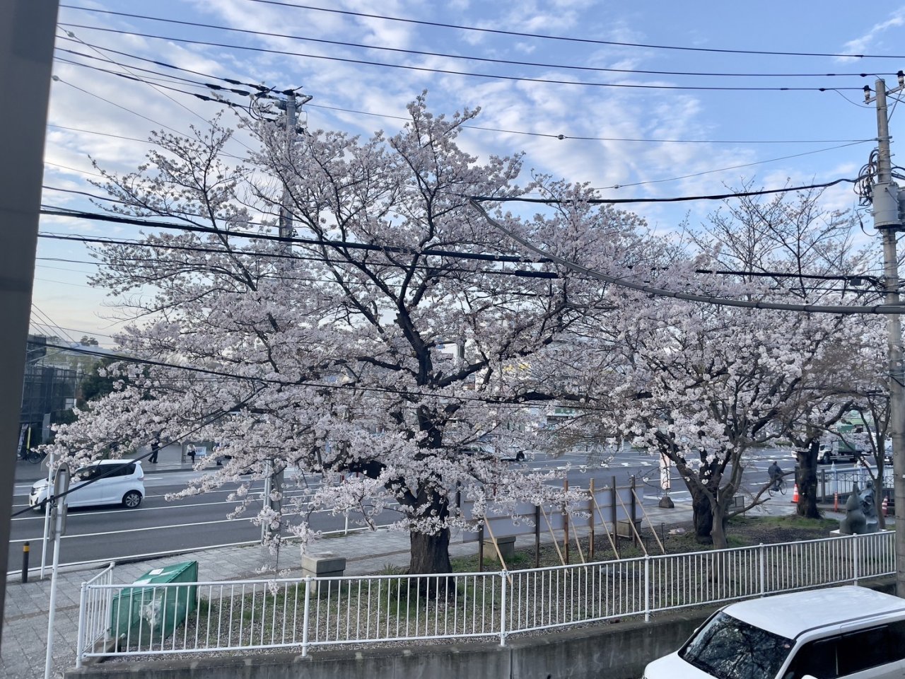 事務所から見た桜の木